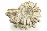 Bumpy Ammonite (Douvilleiceras) Fossil - Madagascar #308061-1